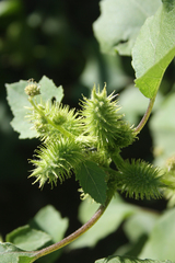 Xanthium orientale italicum