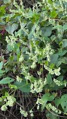 Fallopia scandens
