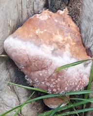 Fomitopsis pinicola
