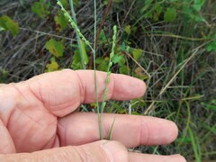 Paspalum bifidum