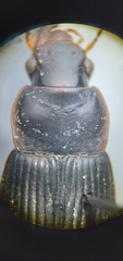 Harpalus pensylvanicus