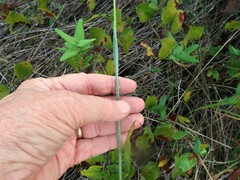 Paspalum bifidum