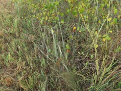 Paspalum bifidum