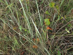 Paspalum bifidum