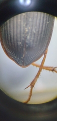 Harpalus pensylvanicus