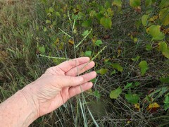 Paspalum bifidum