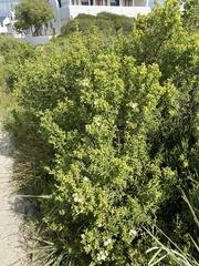 Ruschieae