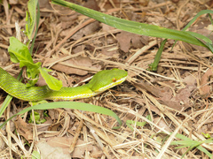 Trimeresurus albolabris