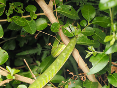 Trimeresurus albolabris