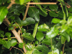 Trimeresurus albolabris