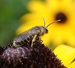 Halictus ligatus