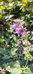 Salvia nutans
