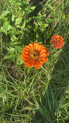 Zinnia elegans