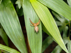 Thelcticopis