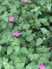 Bombus sonorus