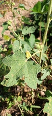 Alcea rugosa