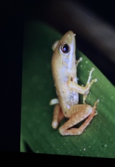 Chalcorana chalconota