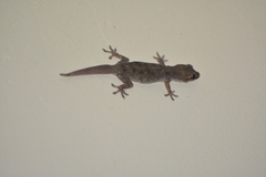 Hemidactylus platyurus