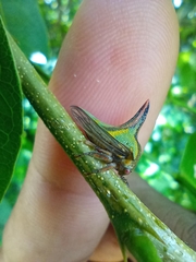 Umbonia