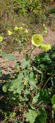 Alcea rugosa