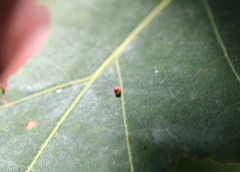 Zopheroteras sphaerula