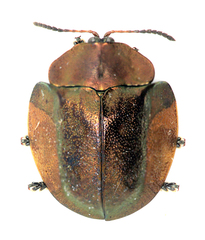 Cyrtonota serinus