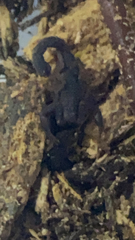 Vaejovis carolinianus