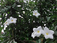 Plumeria pudica