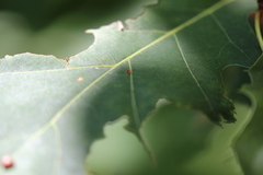 Zopheroteras sphaerula