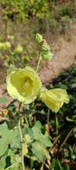 Alcea rugosa