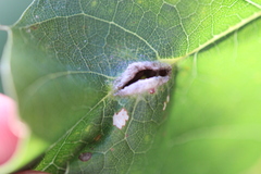 Macrodiplosis niveipila