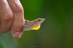 Anolis tropidonotus