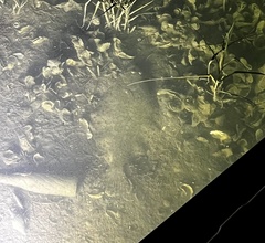 Paralichthys lethostigma