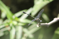 Phyllogomphoides bifasciatus