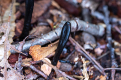 Geoglossum difforme