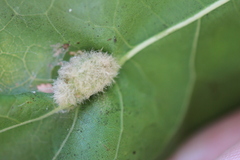 Macrodiplosis niveipila