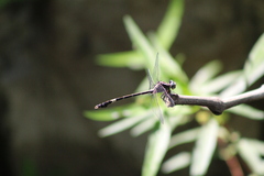 Phyllogomphoides bifasciatus