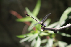 Phyllogomphoides bifasciatus