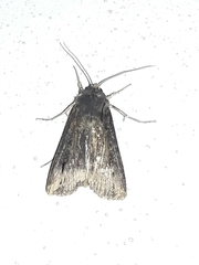 Noctuidae