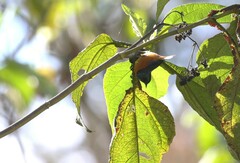 Conirostrum sitticolor