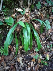 Carex fraseriana
