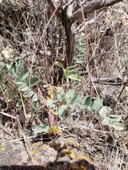 Astragalus gibbsii