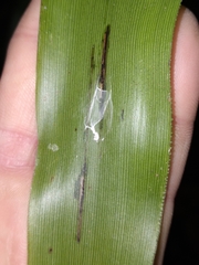 Carex fraseriana