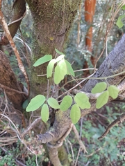 Boquila trifoliolata