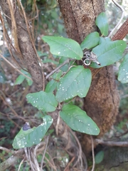 Boquila trifoliolata