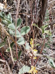Astragalus gibbsii