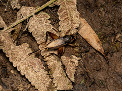 Teleogryllus