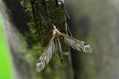 Tipula varipennis