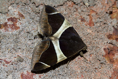 Bastilla crameri