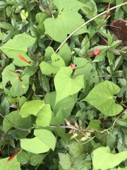 Ipomoea coccinea